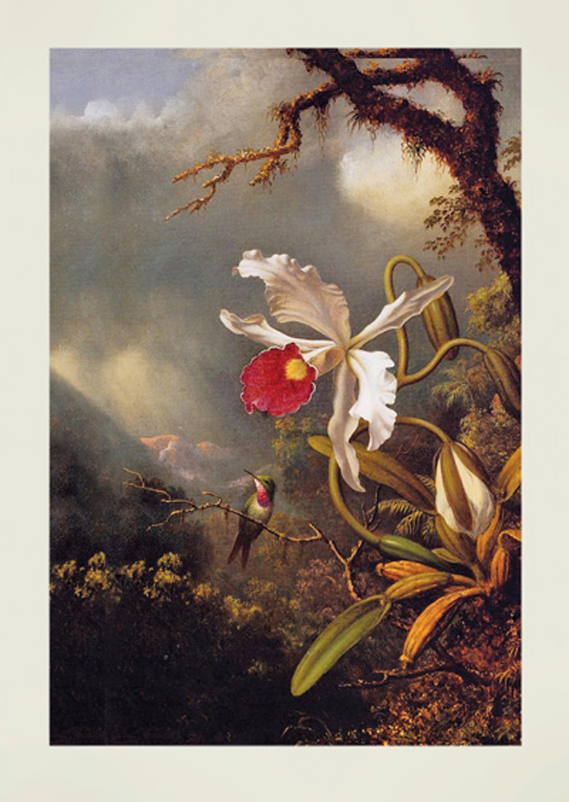 Martin Heade: Sm White Orchid
