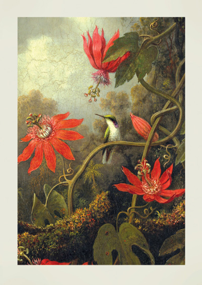 Martin Heade: Passionflower