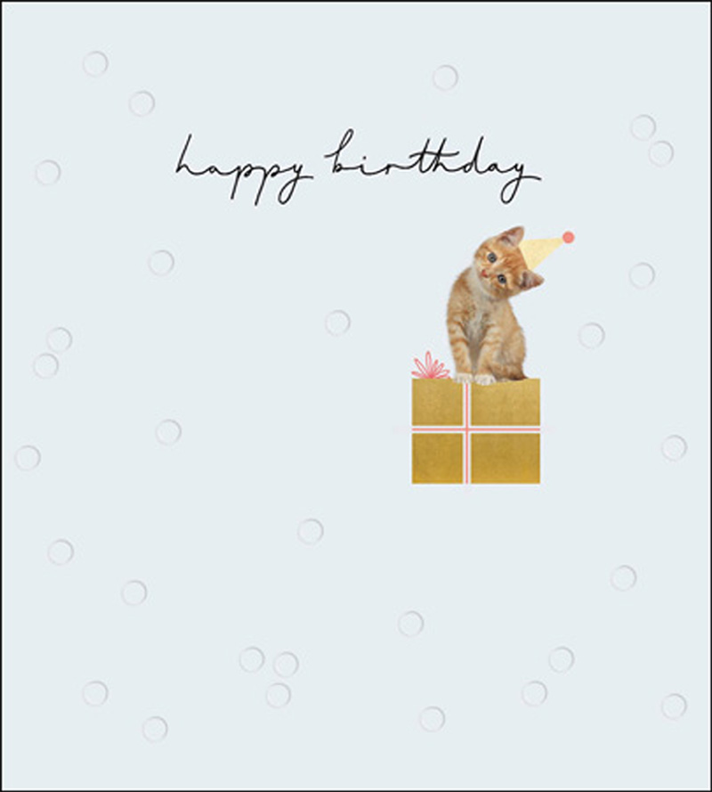 Proper Mail Mason: Kitten