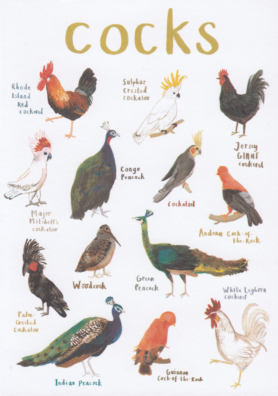 Sarah Edmonds: Cocks