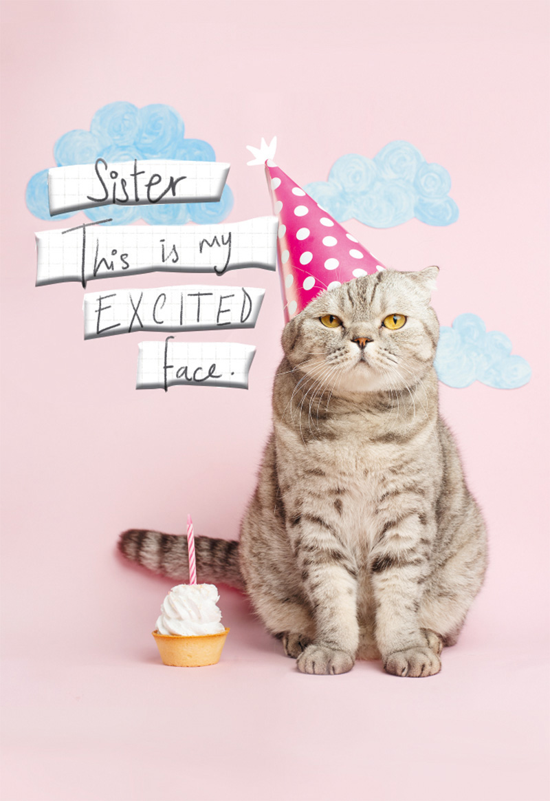 Cool Critters: Sis Cat