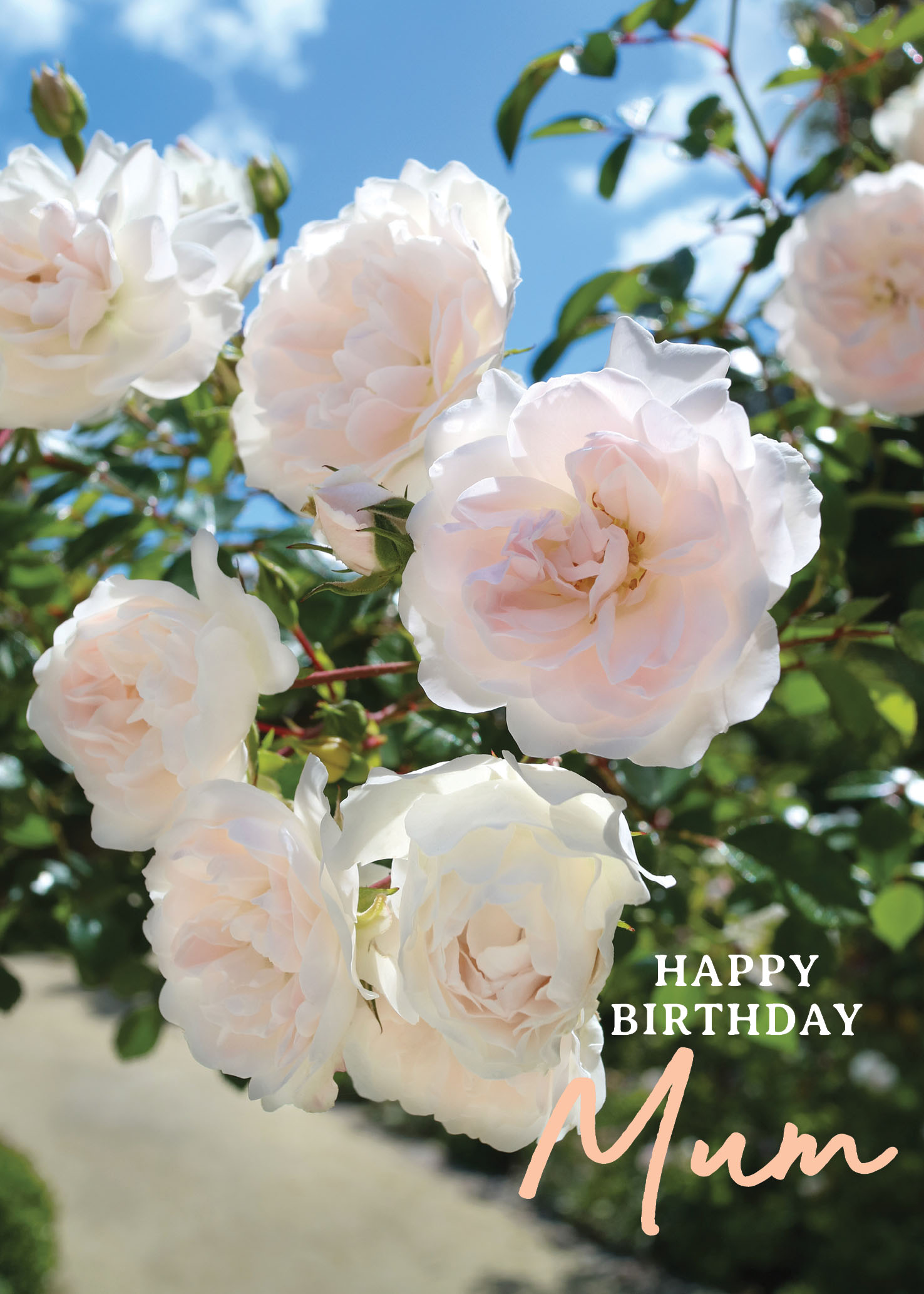 Bloom: White Rose Mum Birthday