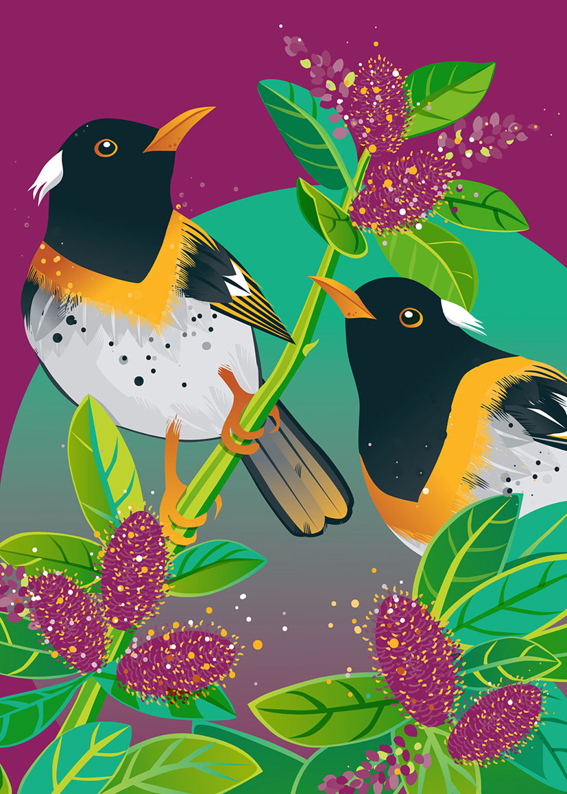 Birds Of A Feather: Hihi