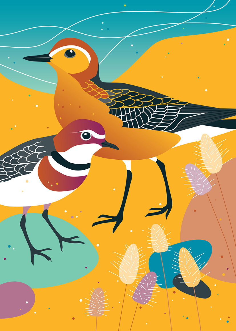 Birds Of A Feather: Dotterel