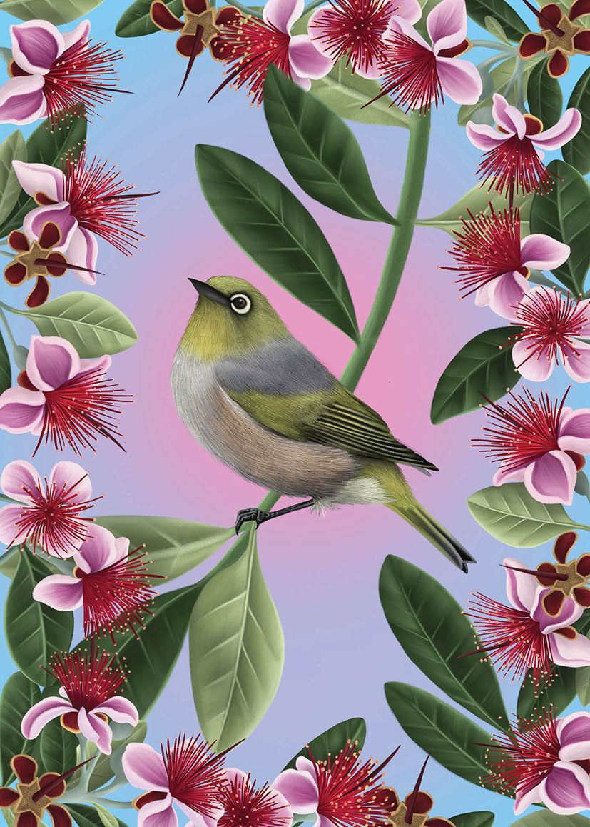 Anna Evans: Silvereye