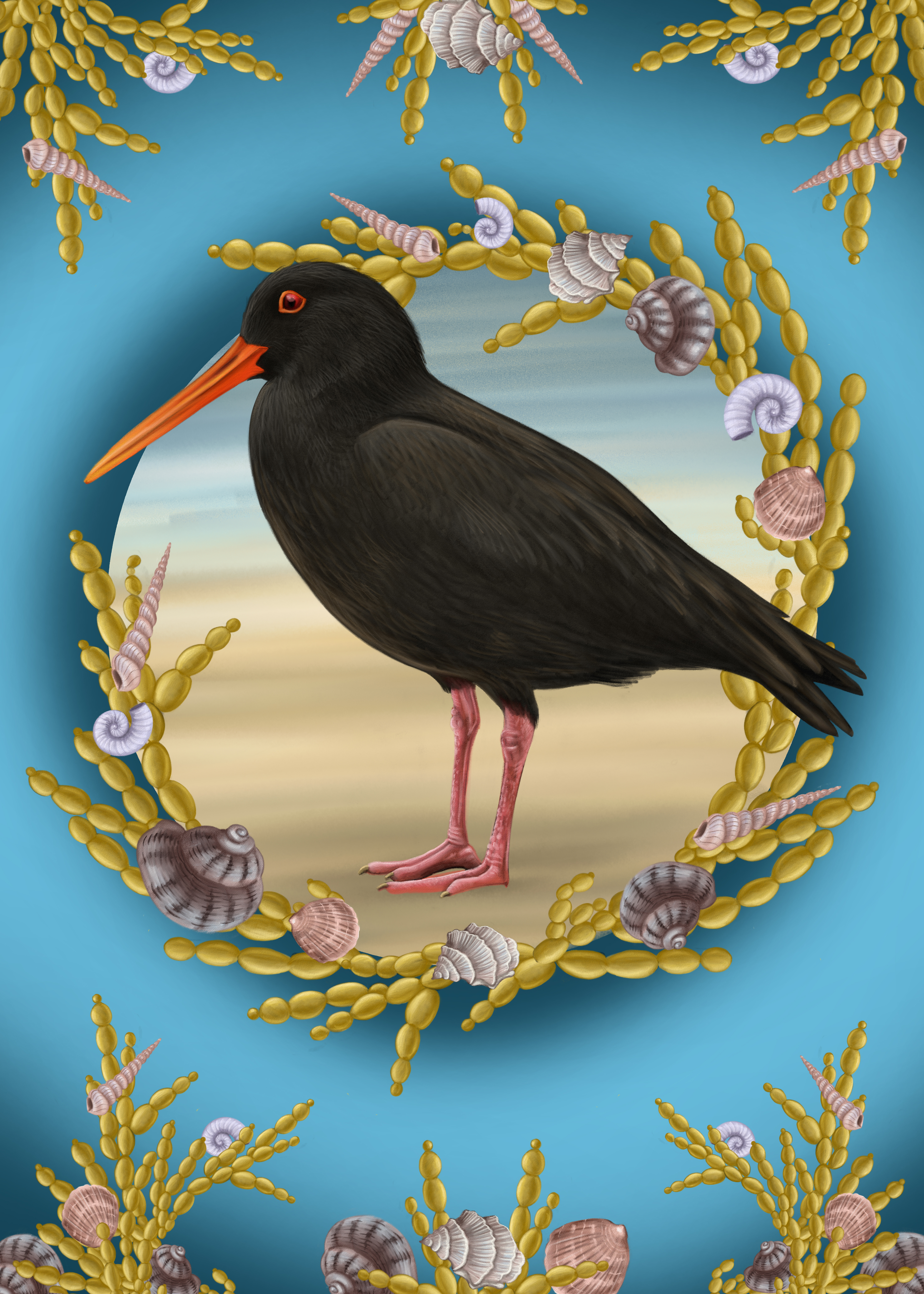Anna Evans: Oystercatcher