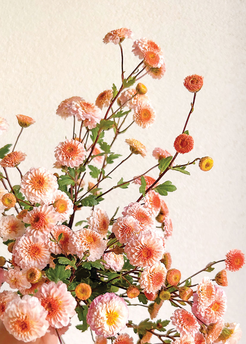 Bonnie D: Chrysanthemum