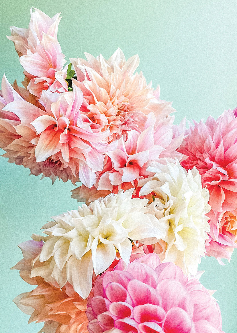 Bonnie D: Darling Dahlias
