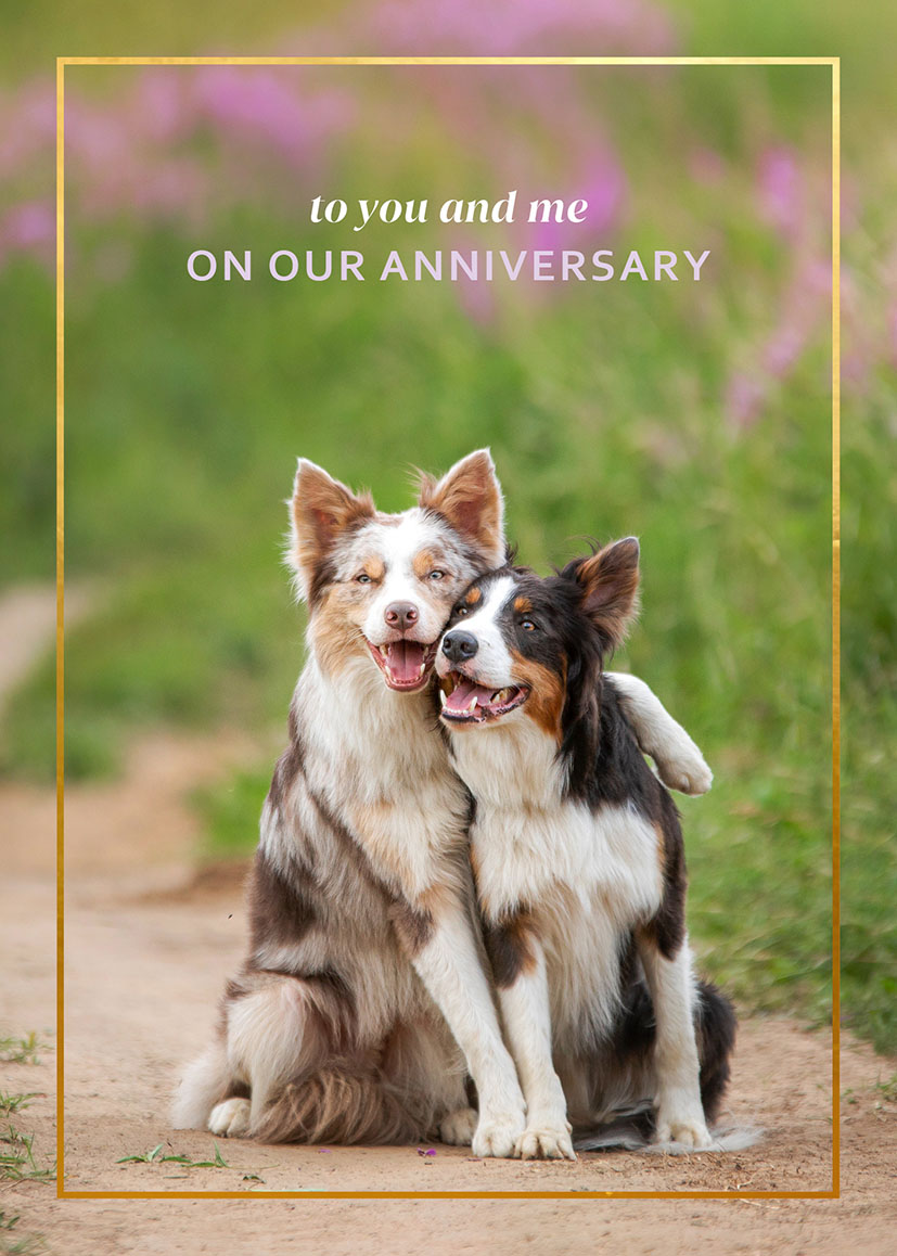 Our Ann You And Me Dogs