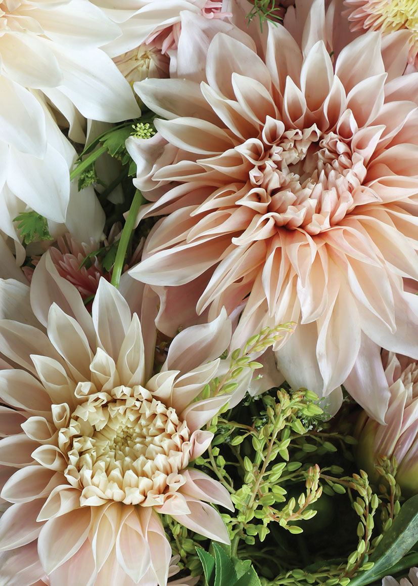 Kate W: Dahlias