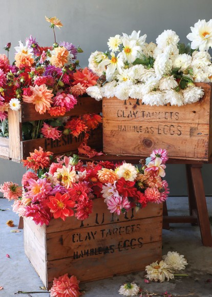 Kate W: Flower Boxes