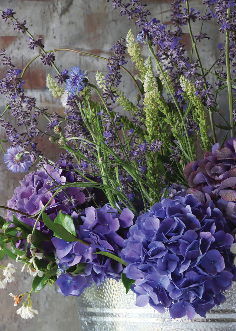 Kate W: Purple Hydrangea Mix