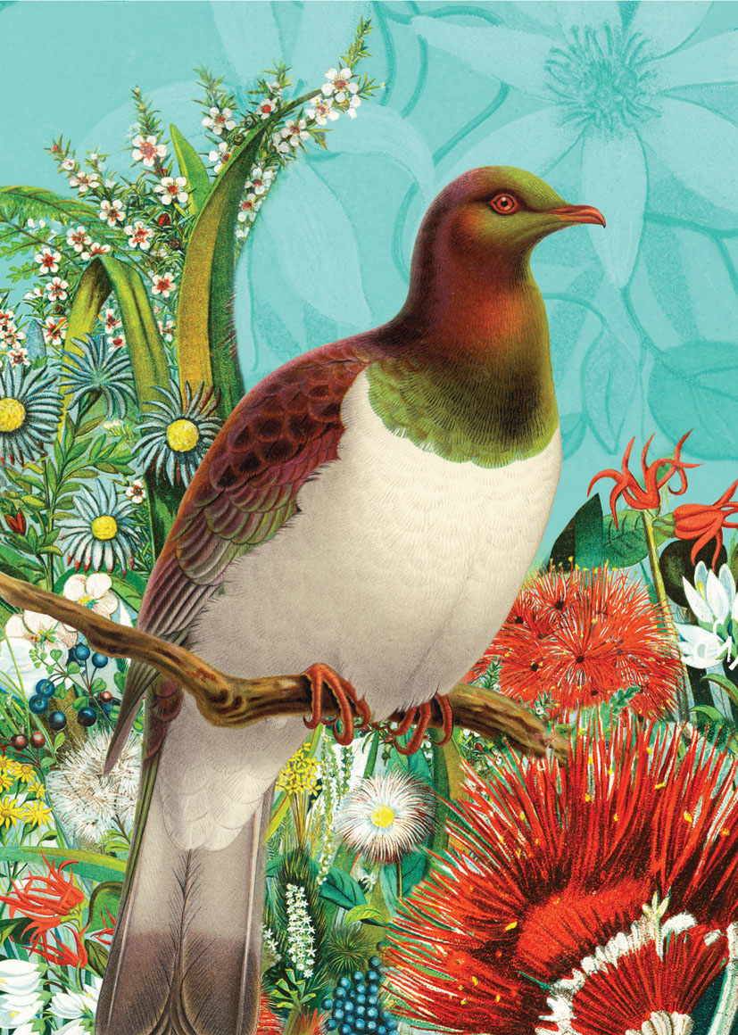 Reuben Price: Colourful Pigeon