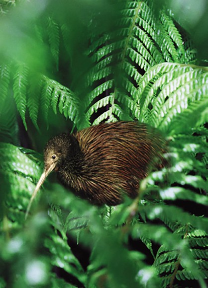 Ted Scott: Kiwi