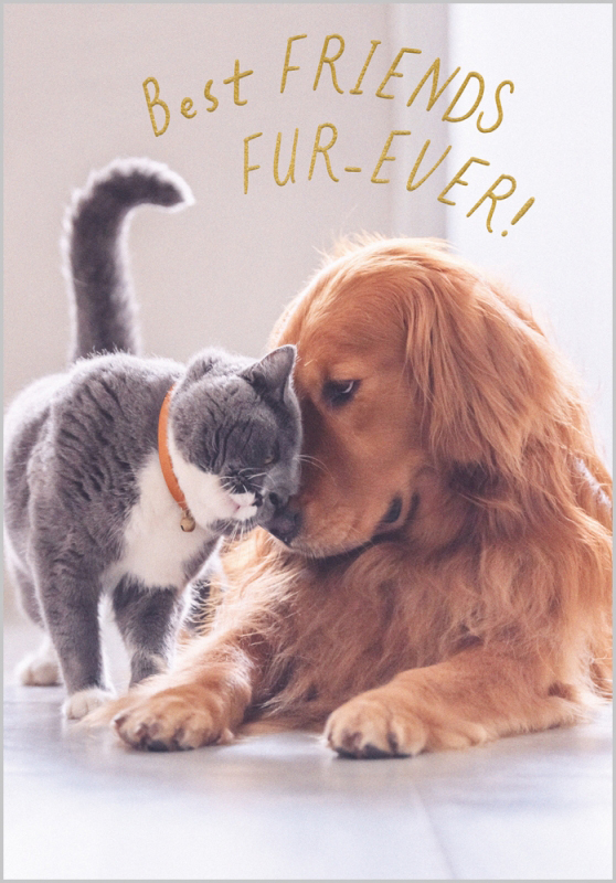 Oh My Dog: Best Friends Furevr