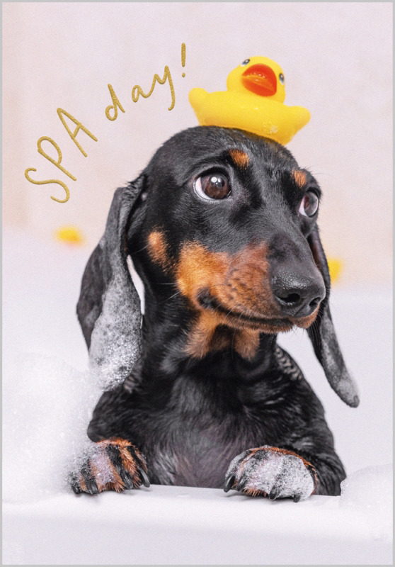Oh My Dog: Spa Day
