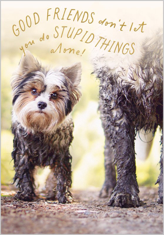 Oh My Dog: Stupid Things