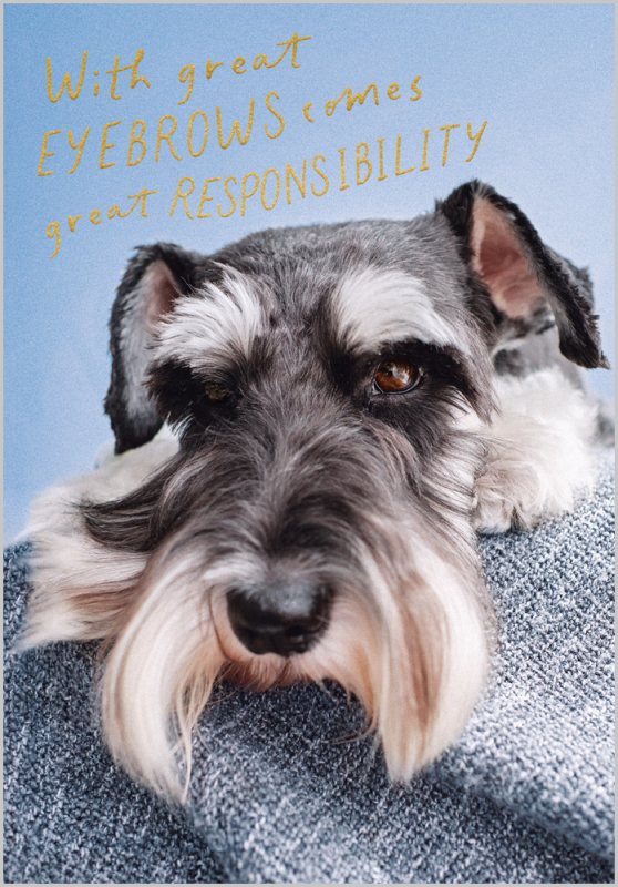 Oh My Dog: Great Eyebrows