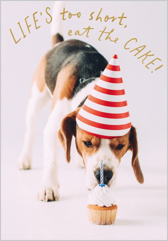 Oh My Dog: Life Too Short