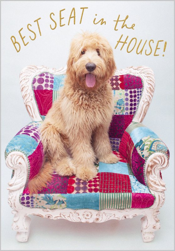 Oh My Dog: Best Seat In House