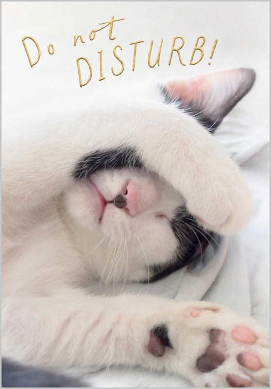 Nine Lives: Do Not Disturb