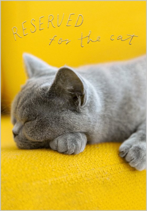 Nine Lives: Reserved For Cat