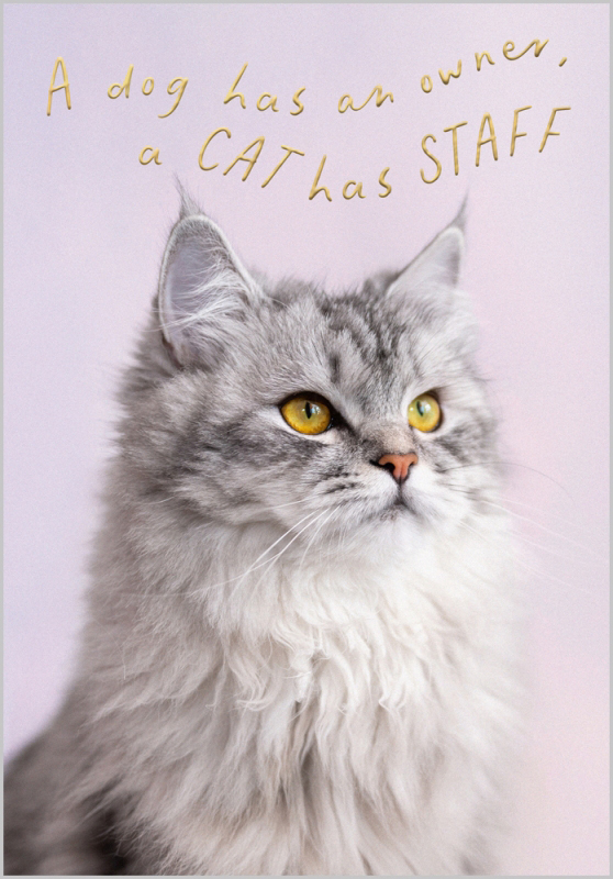 Nine Lives: Cat Has Staff