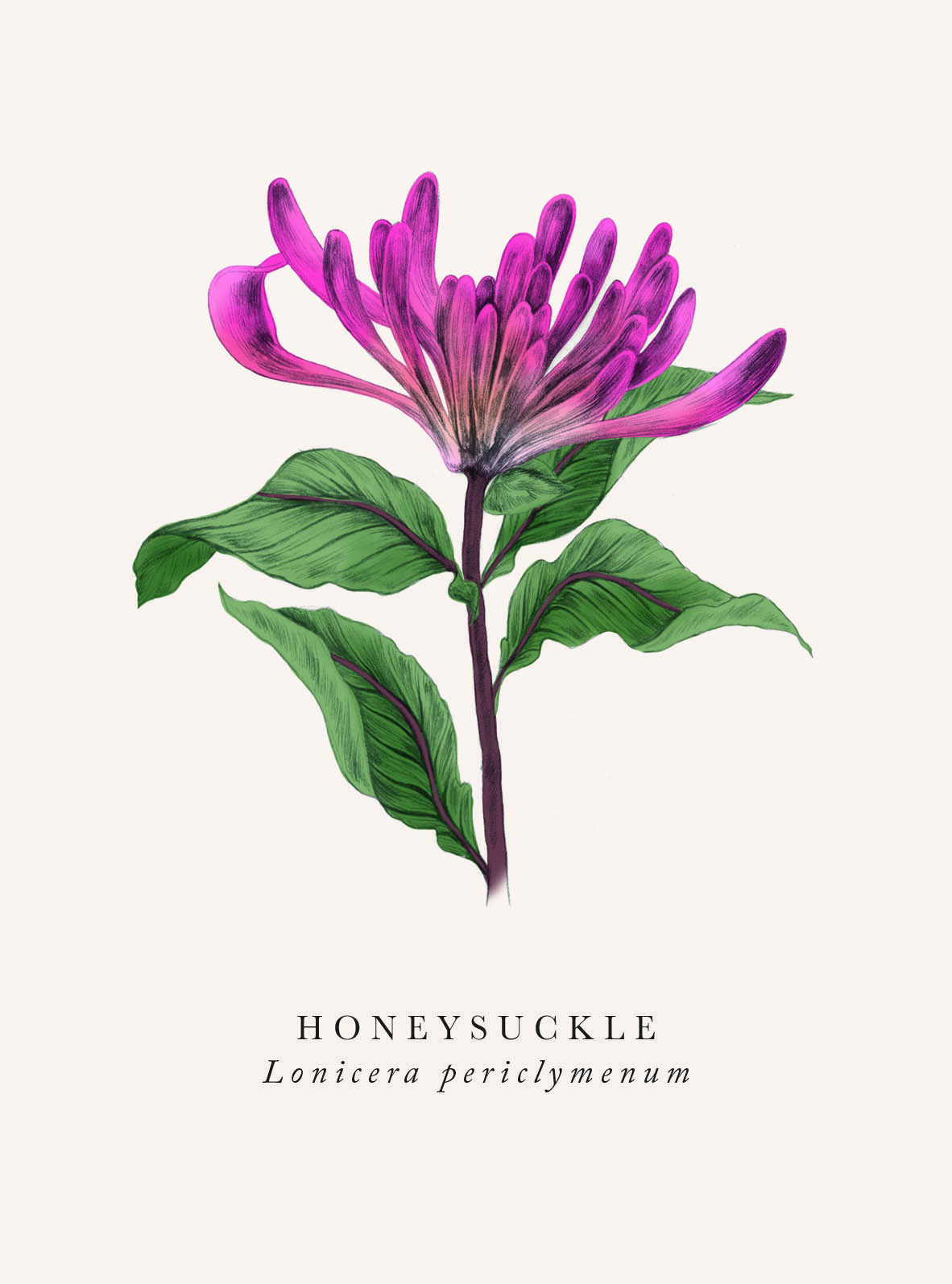 Book Botanicals: Honeysuckle