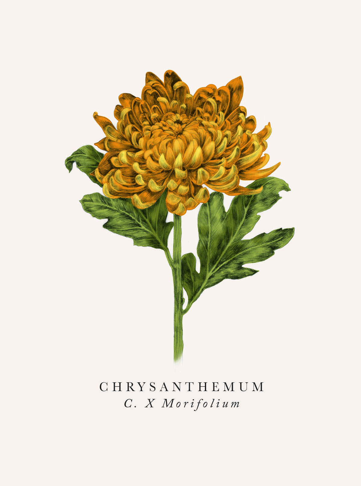 Book Botanicals: Chysanthemum