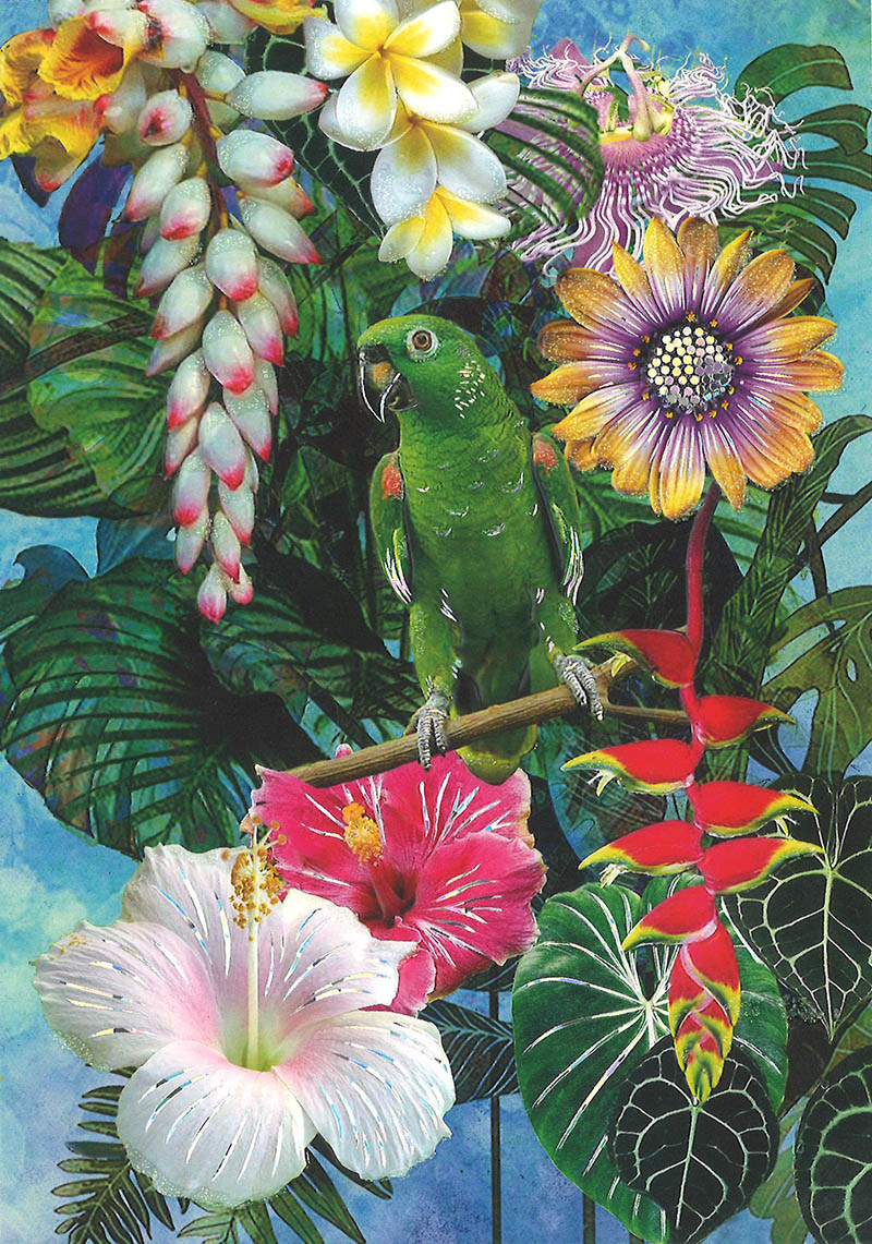 Vivien: Lucky Parrot