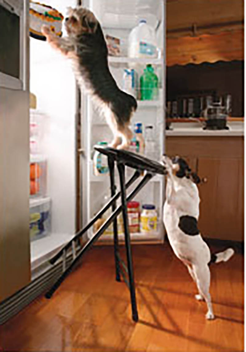 Photo Hum: Risk For Cake