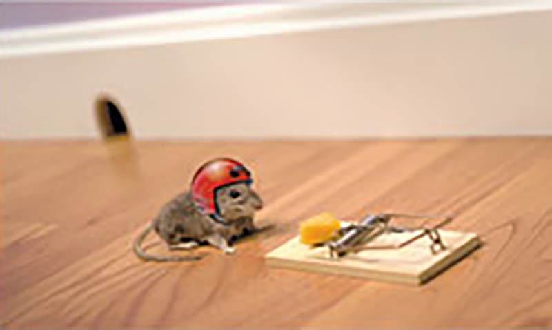 Photo Hum: Mousetrap Helmet