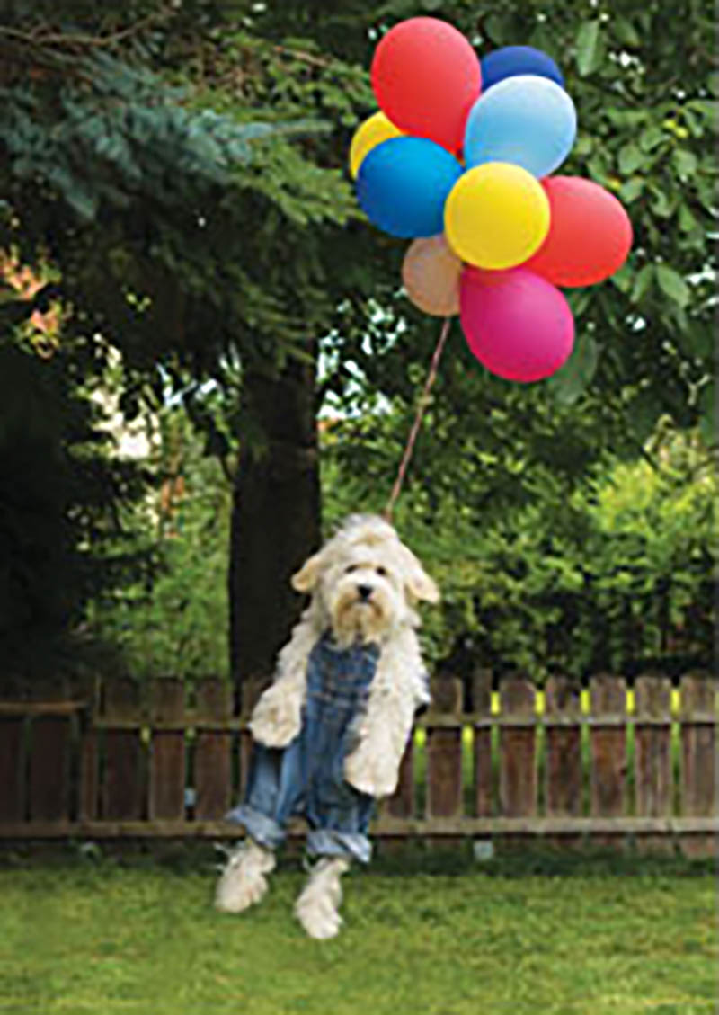 Photo Hum: Carried Away