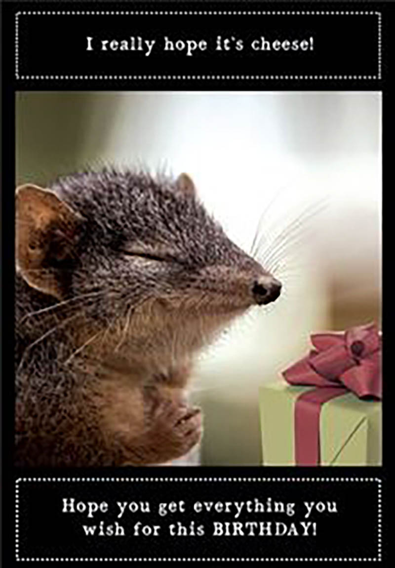 Animal Antics: Hope Its Cheese