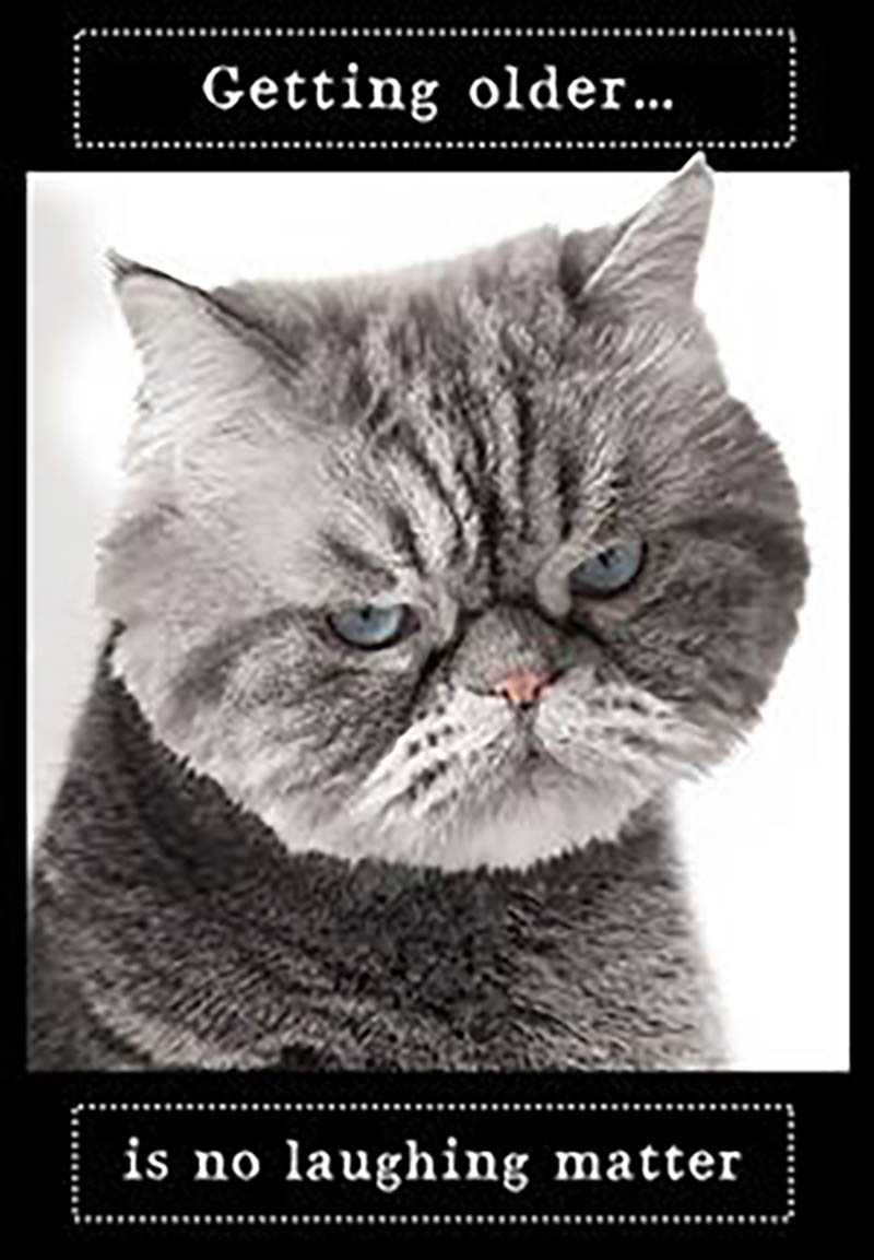 Animal Antics: Grumpy Cat