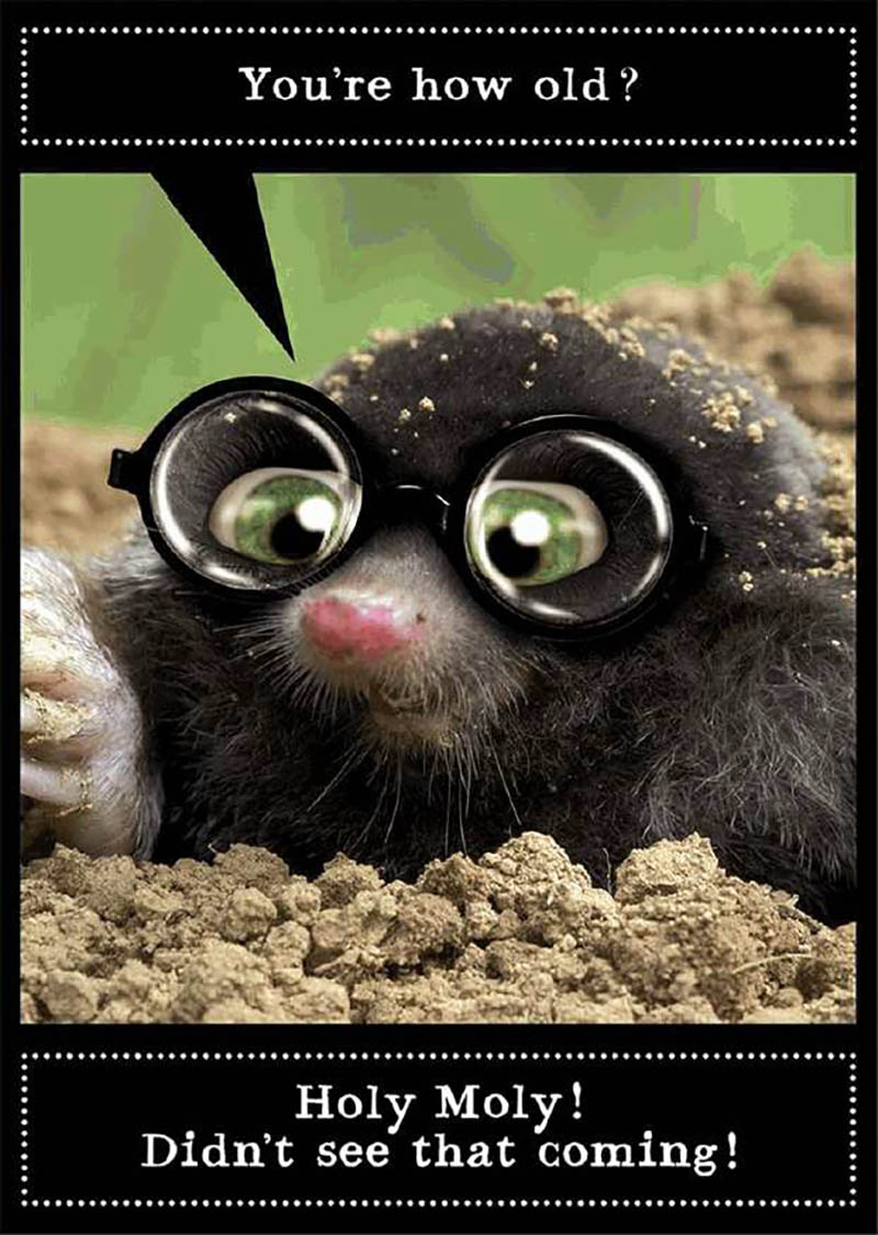 Animal Antics : Holy Moly