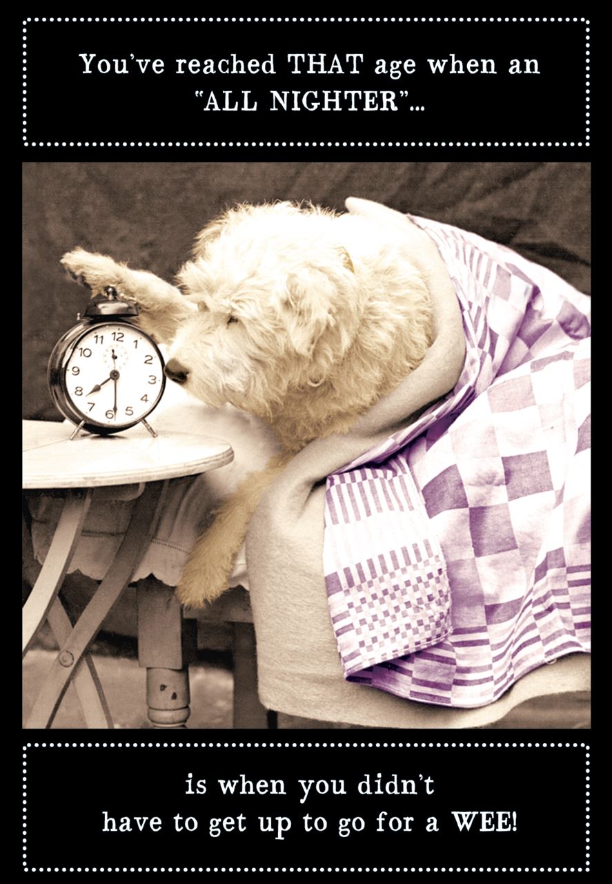 Animal Antics : All Nighter Dog