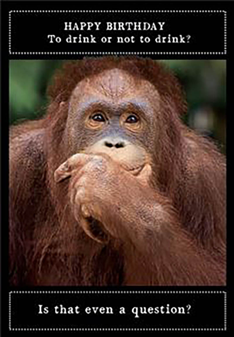 Animal Antics: Orangutan Drink