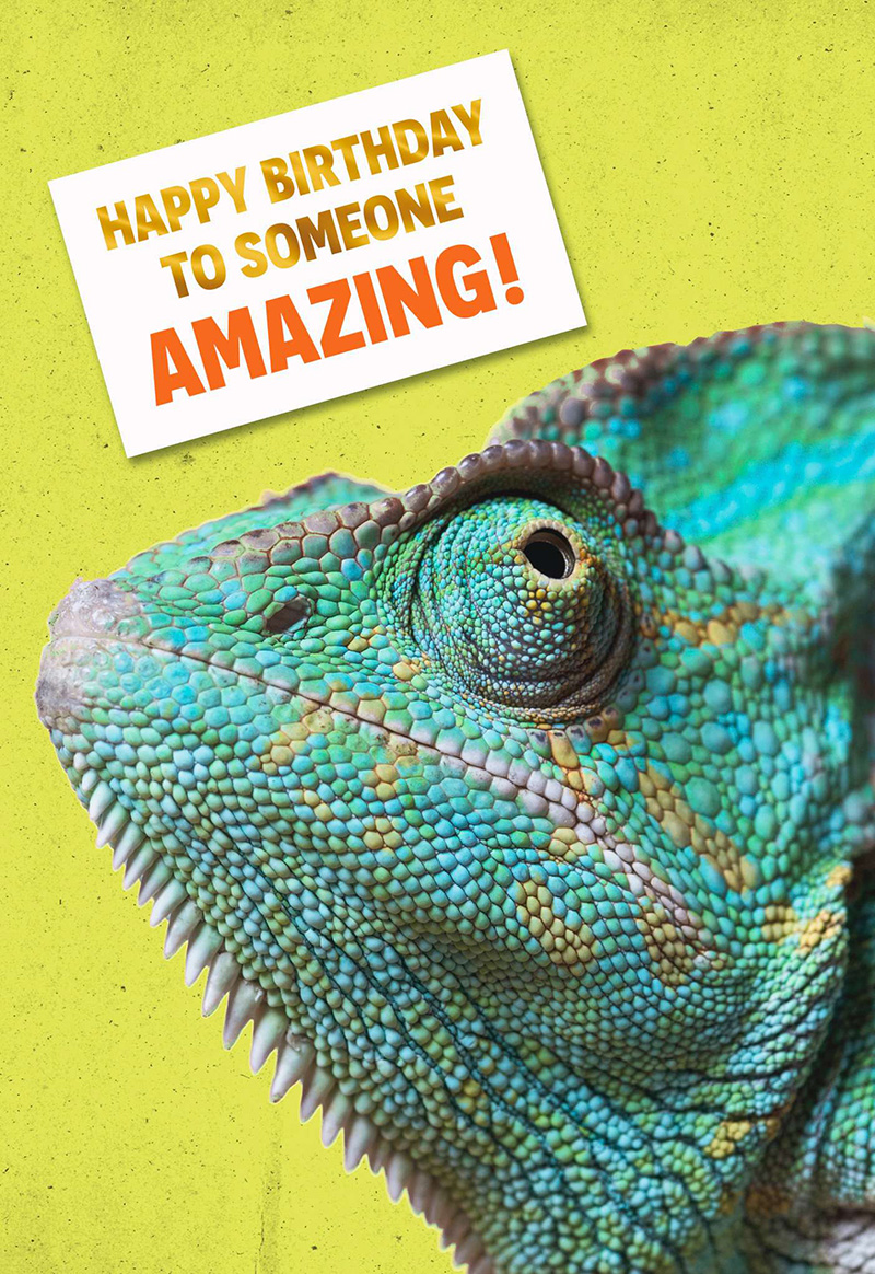 Hm Bd Humour Chameleon