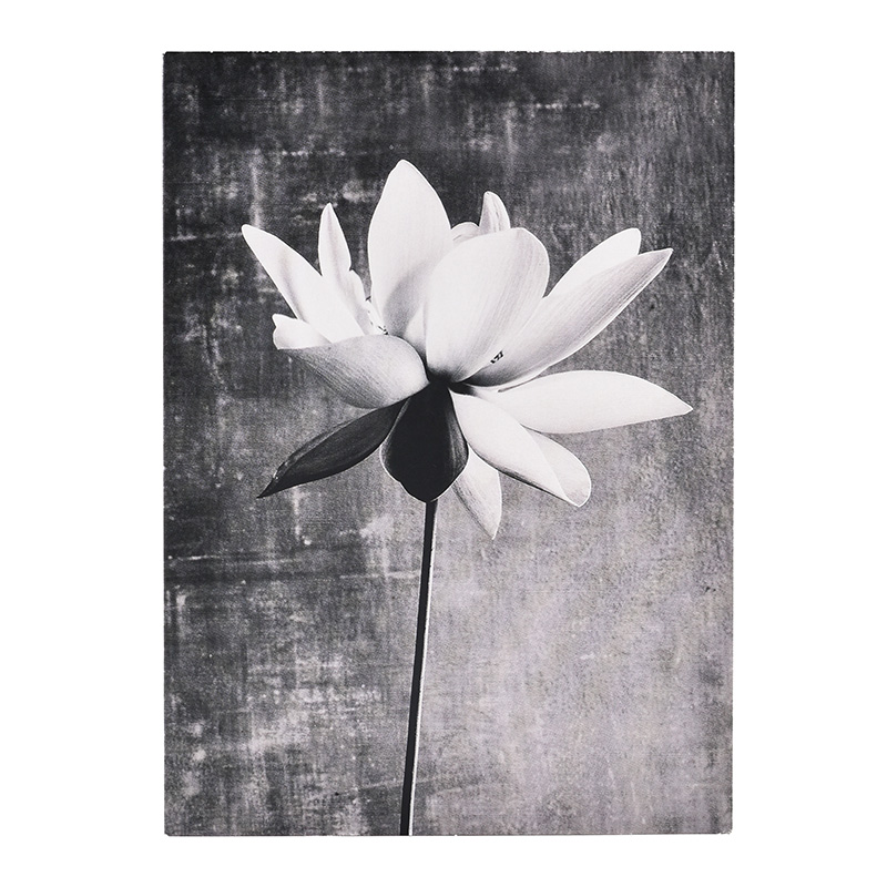 Sympathy Lily Bw Photo