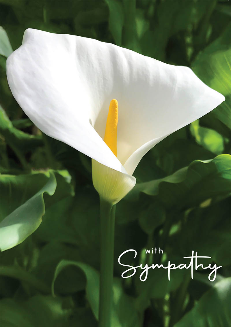 Bloom: Sympathy  Lily