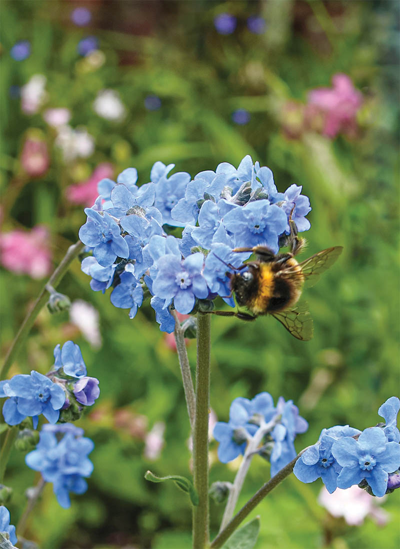 Bloom: Forget Me Not