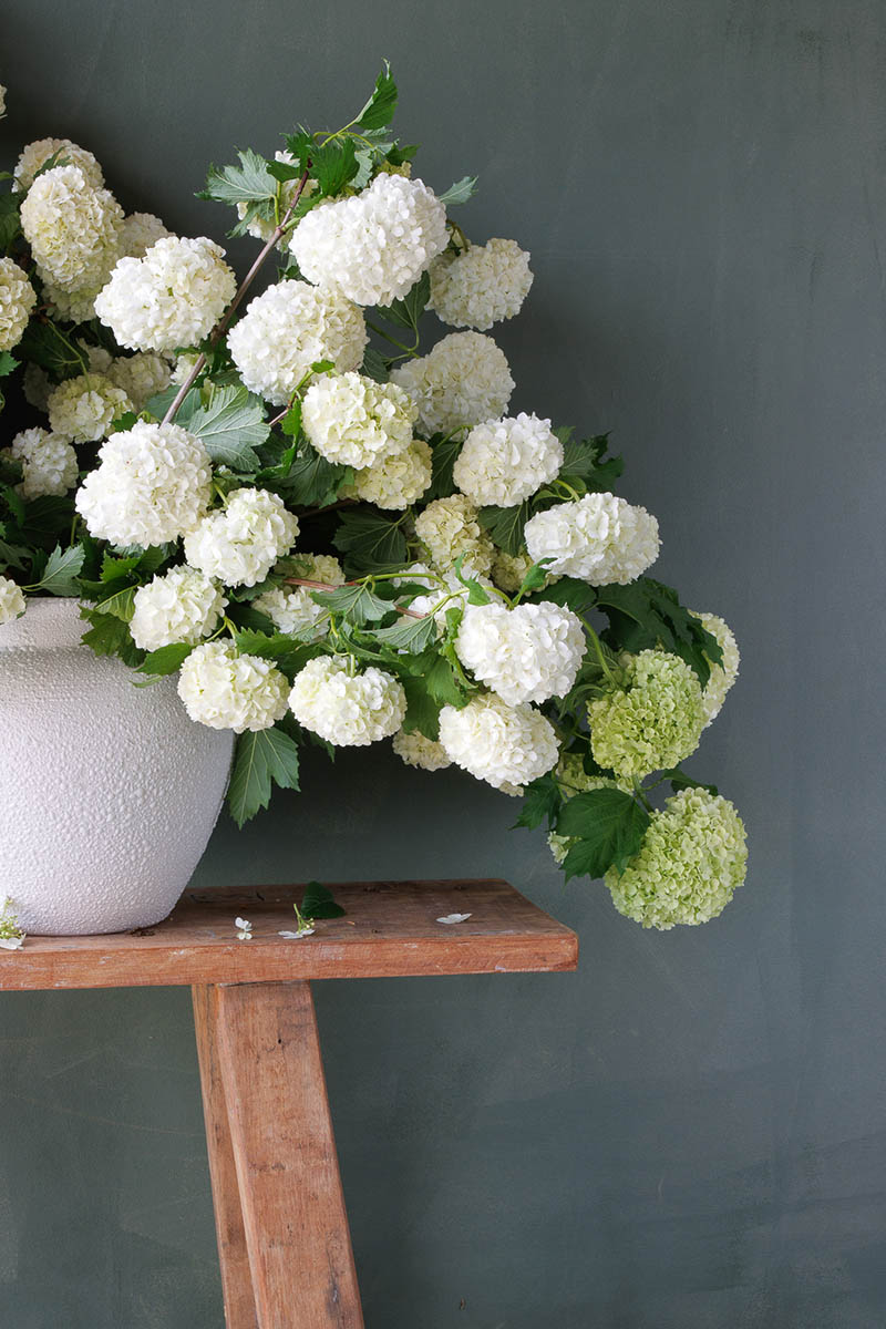 Artists Garden: Viburnum In Vase