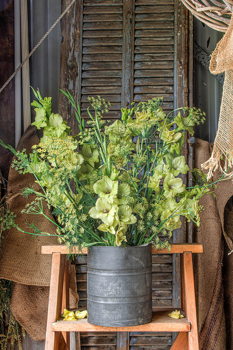 Artists Garden: Gladiolus