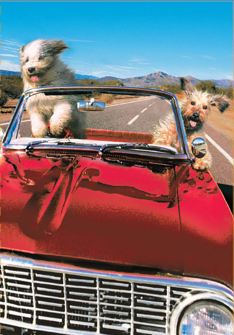 Avanti: Road Trip Dogs