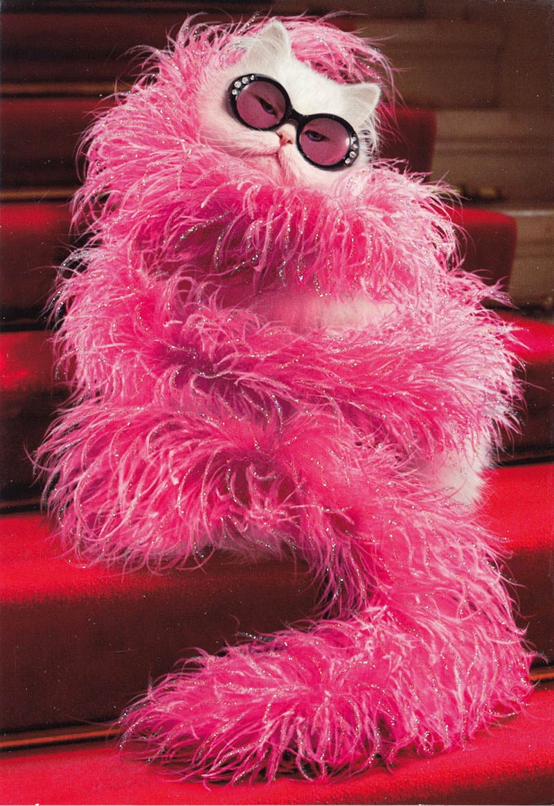 Avanti: Glam Cat Scarf