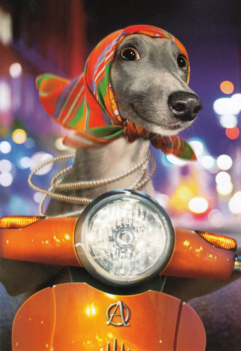 Avanti: Dog On Scooter
