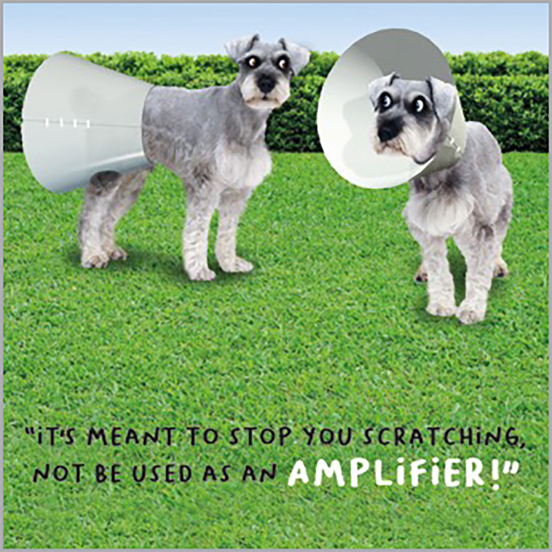 Virtual Safari: Amplifier