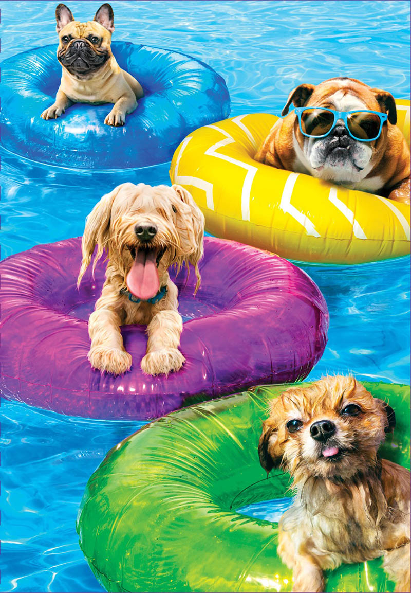 Avanti: Dogs Pool Party