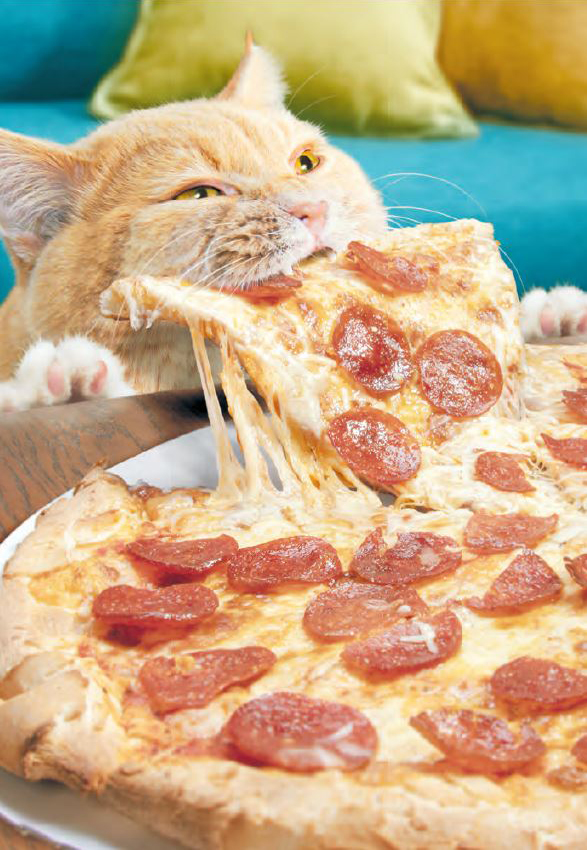 Avanti: Pizza Cat